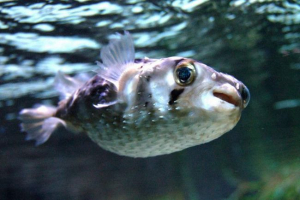 Otrovni riblji jež Otrovni riblji jež