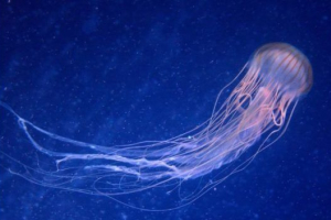 Otrovne meduze - pogled i fotografije Otrovne meduze - pogled i fotografije