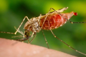 Otrovni insekti Otrovni insekti