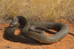 Otrovne zmije Otrovne zmije