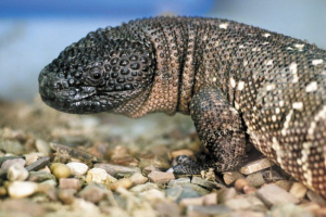 Yadeouzuba Yadeouzuba