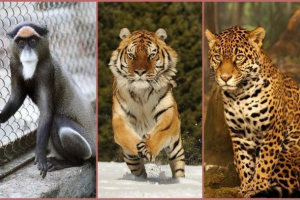 Jaguar, marty i tigar iz zoološkog vrta novosibirsk napustio je kuću u potrazi za drugom poluvremenom