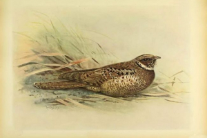 Jamajčana mala koza. Povijest izumrle ptice