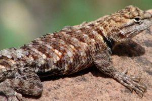 Lizard remen: fotografija, video