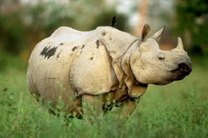 Javanese rhinoceros - životinja na rubu izumiranja