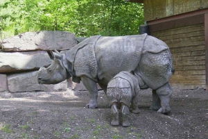 Yavansky rhinozh Yavansky rhinozh