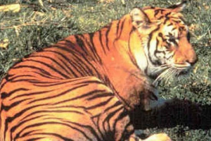 Yavansky tiger - uništena ili preživjele podvrste? Yavansky tiger - uništena ili preživjele podvrste?