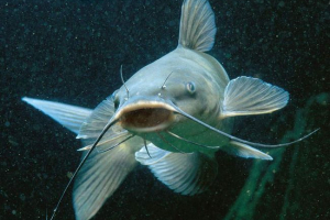 Bioacastic fenomen fish: zapažanja, činjenice, teorije Bioacastic fenomen fish: zapažanja, činjenice, teorije