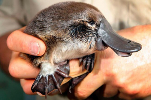 Je svjetlo sisavac? Je svjetlo sisavac?