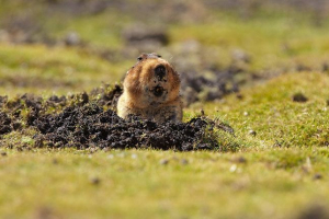Etiopski bambus štakor Etiopski bambus štakor