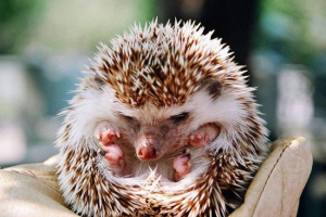 Etiopski hektaru Etiopski hektaru