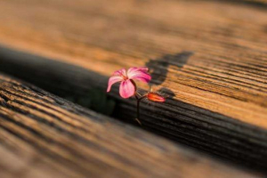 Ekološka niša - koncept, čimbenici i primjeri