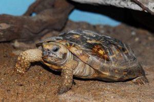 Elastične kornjače - kornjače s mekom ljuskom Elastične kornjače - kornjače s mekom ljuskom