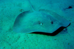 Električna stringrija Električna stringrija