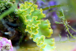 Elysia kudryavaya: opis brojonogo mellusk, fotografija Elysia kudryavaya: opis brojonogo mellusk, fotografija