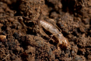 Embiya - pravi insekt Embiya - pravi insekt