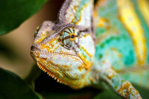 Yemeni kameleon Yemeni kameleon