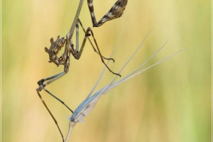 Prugasti empej - žestoki insekt