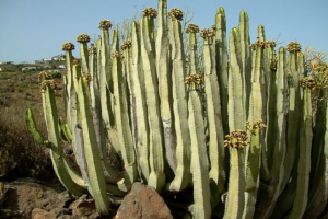 Endemici afrika Endemici afrika