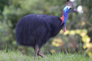 Kazais - radni ptica australije Kazais - radni ptica australije