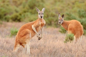 Nevjerojatne životinje u australiji
