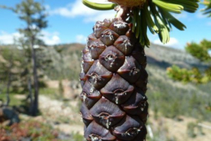 Endemici južne amerike Endemici južne amerike