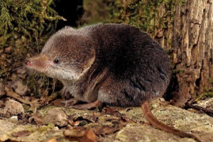 Crvena knjiga ulyanovsk regiji