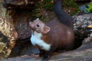 Endemici krim Endemici krim