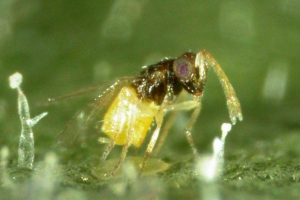 Encarzia: onaj koji šteti štetočinama Encarzia: onaj koji šteti štetočinama