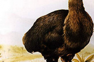 Epiornis ili bird-slon Epiornis ili bird-slon