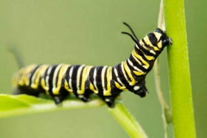 Ove lijepe gusjenice