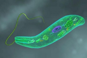 Evklen green Evklen green