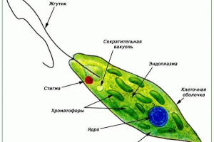 Evklen green. Opis, značajke, izgradnja i reprodukcija evglen green Evklen green. Opis, značajke, izgradnja i reprodukcija evglen green