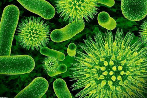 Razvoj evolucije i virusa