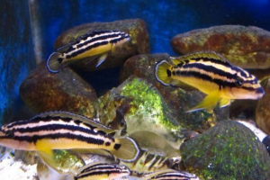 Yulidochromis ornaat: riba za akvarij Yulidochromis ornaat: riba za akvarij