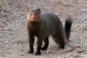 Južnoafrički mangown Južnoafrički mangown