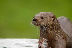 Južnoamerička vidra - rijetki pogled Južnoamerička vidra - rijetki pogled
