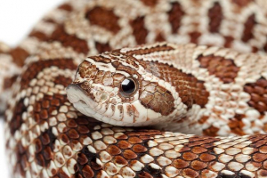 Južnog crochenery Južnog crochenery