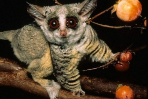 Južna mala galago - sićušna puchalase primata