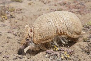 Južna trobrodna bojna Južna trobrodna bojna