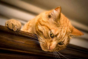 Što snove crvene mačke Što snove crvene mačke