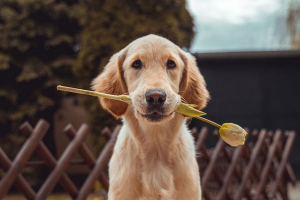 Što snovi o psu treba tumačiti spavanje Što snovi o psu treba tumačiti spavanje