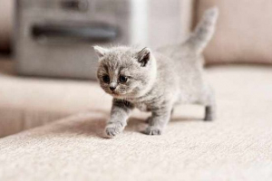 Što snovi o mačići sanjaju Što snovi o mačići sanjaju