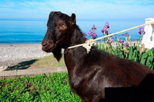 Obama se žalio na timur i amuru Obama se žalio na timur i amuru