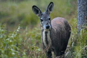 Kabarga berezovsky - malo poznati pomilovanje Kabarga berezovsky - malo poznati pomilovanje