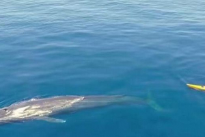 Kayaker je uklonio svoj videozapis o svom zajedničkom kupanju s plavim kitom Kayaker je uklonio svoj videozapis o svom zajedničkom kupanju s plavim kitom