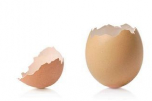 Kako se pilići izležu iz jajeta? Kako se pilići izležu iz jajeta?