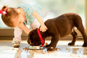 Kako prevesti psa na suhu hranu?