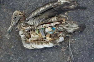 Kako plastika ubija ptice: govoreći fotografija chrisa jordana Kako plastika ubija ptice: govoreći fotografija chrisa jordana