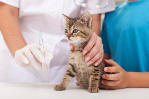 Kako se chumka manifestira na mačkama i kako ga liječiti? Kako se chumka manifestira na mačkama i kako ga liječiti?